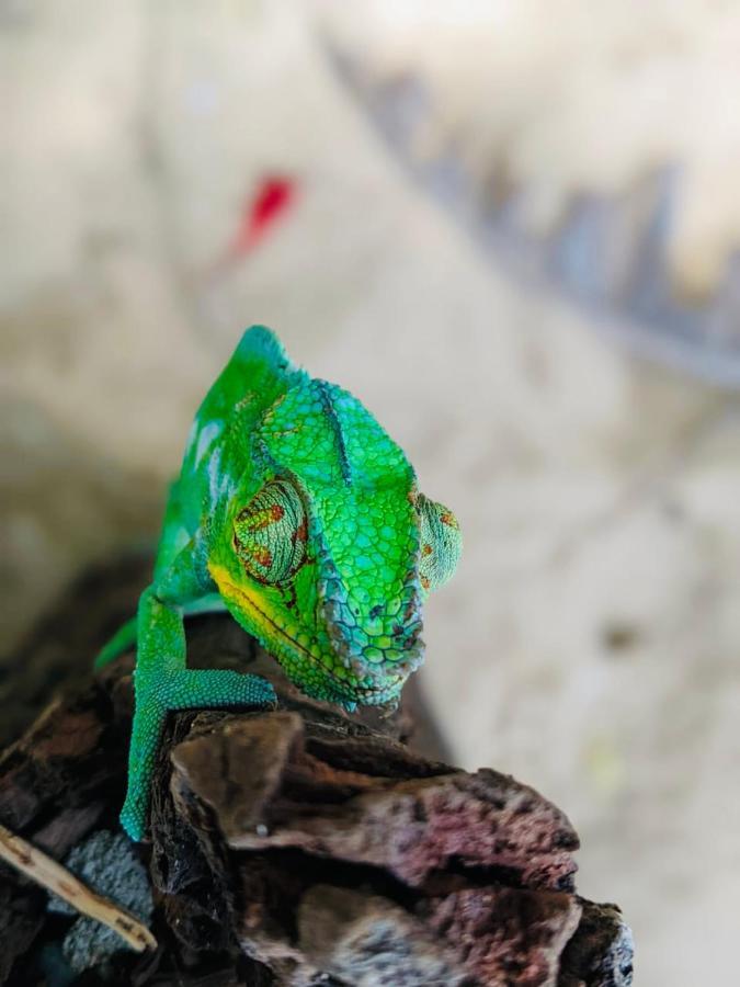 Tamarin Lodge Ampangorinana Bagian luar foto