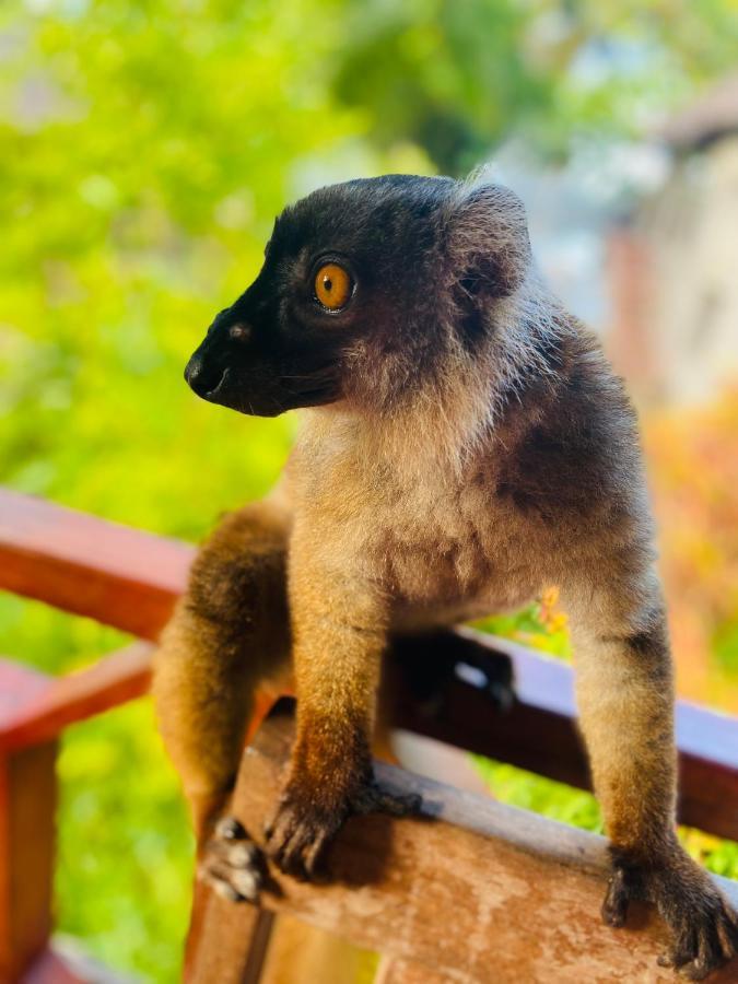 Tamarin Lodge Ampangorinana Bagian luar foto