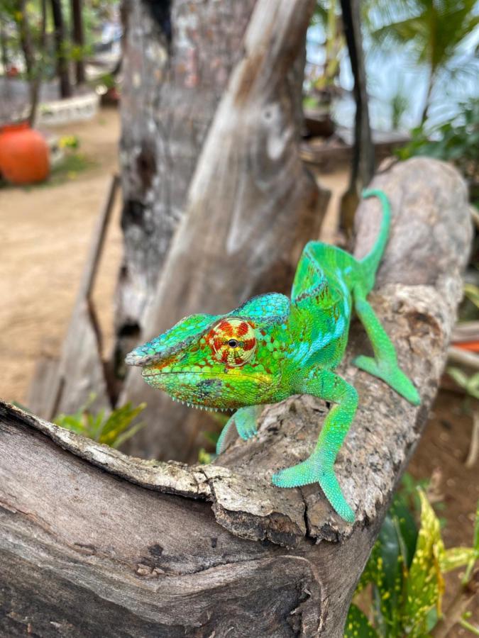 Tamarin Lodge Ampangorinana Bagian luar foto