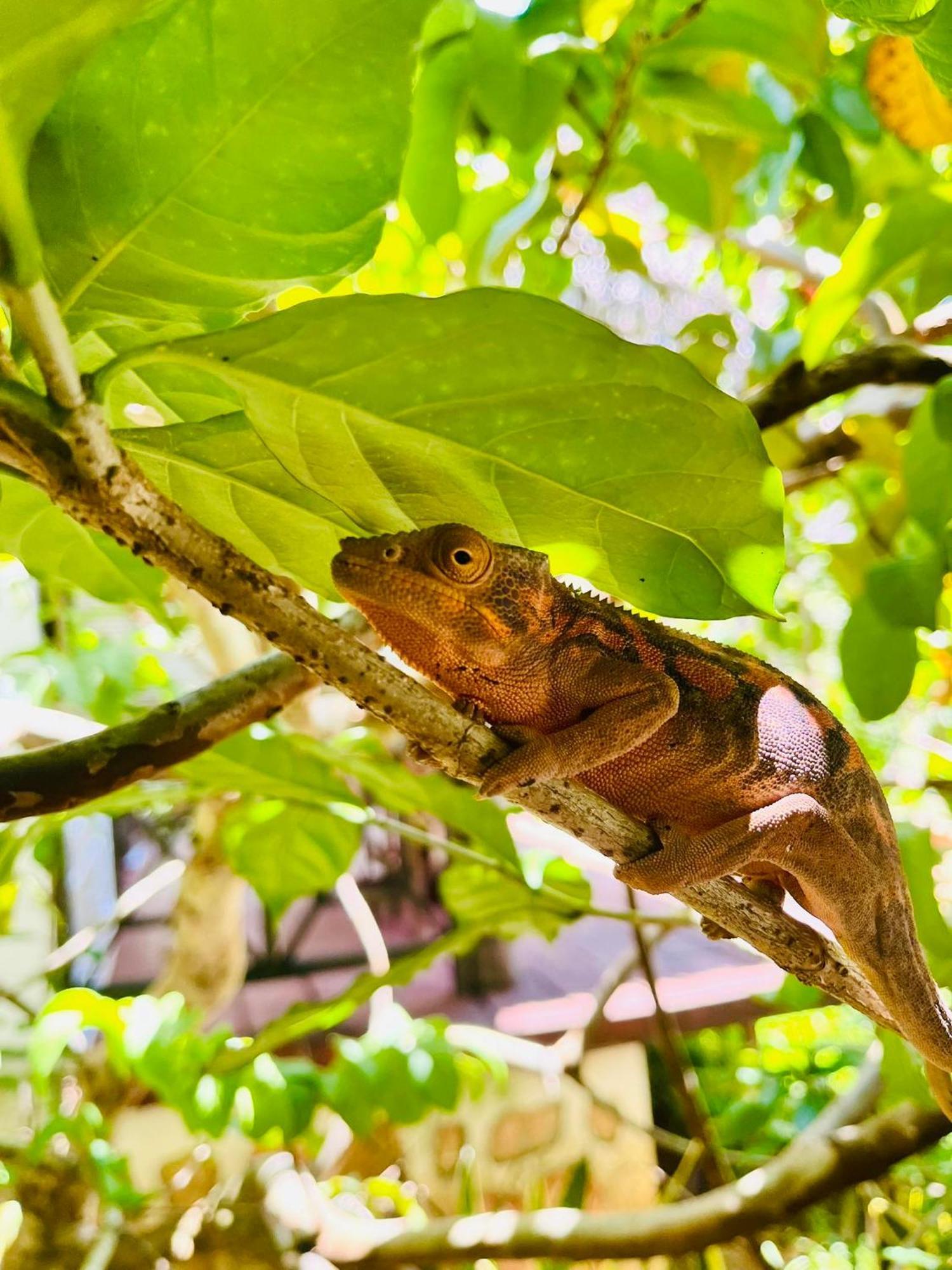 Tamarin Lodge Ampangorinana Bagian luar foto