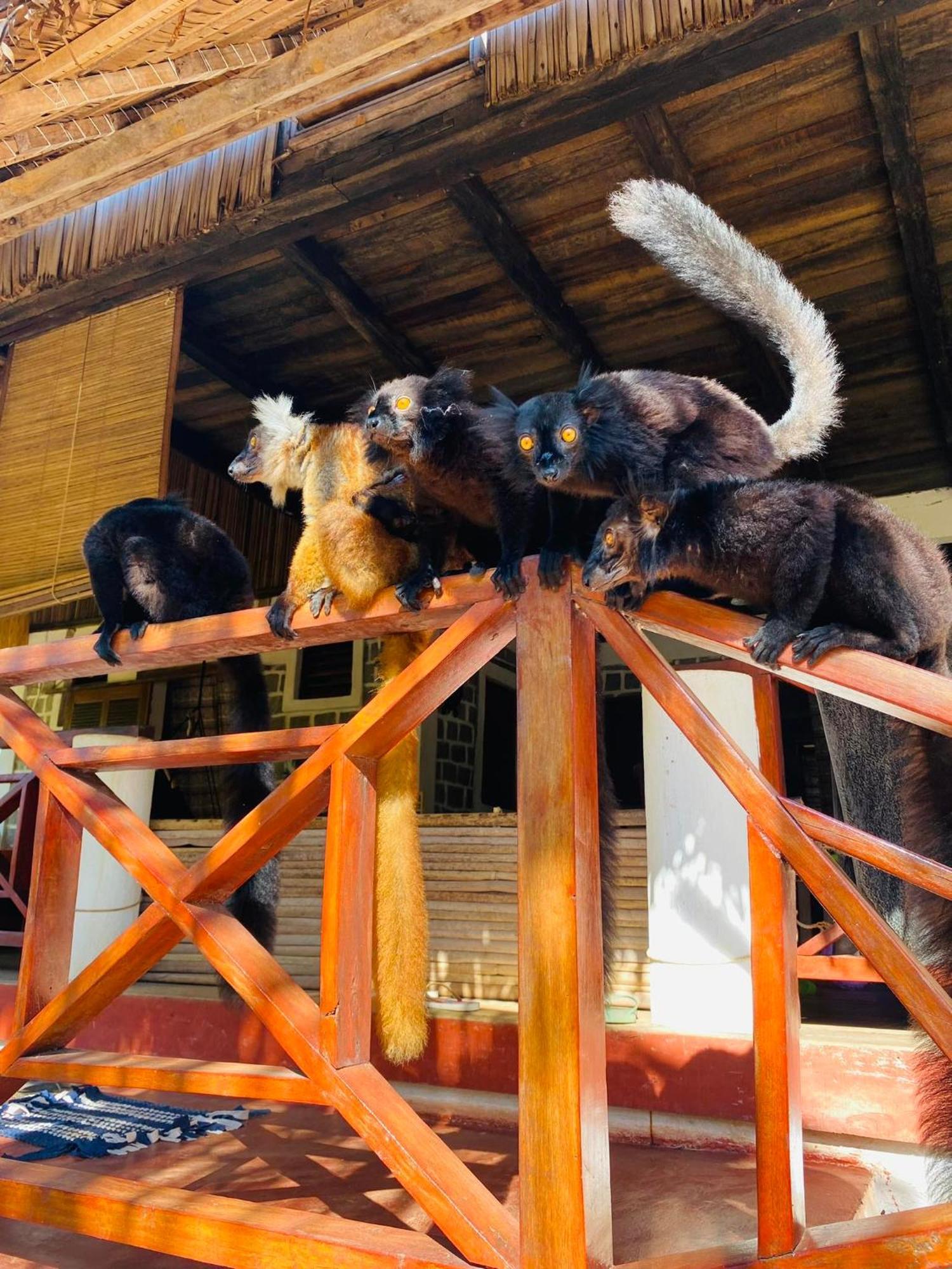 Tamarin Lodge Ampangorinana Bagian luar foto